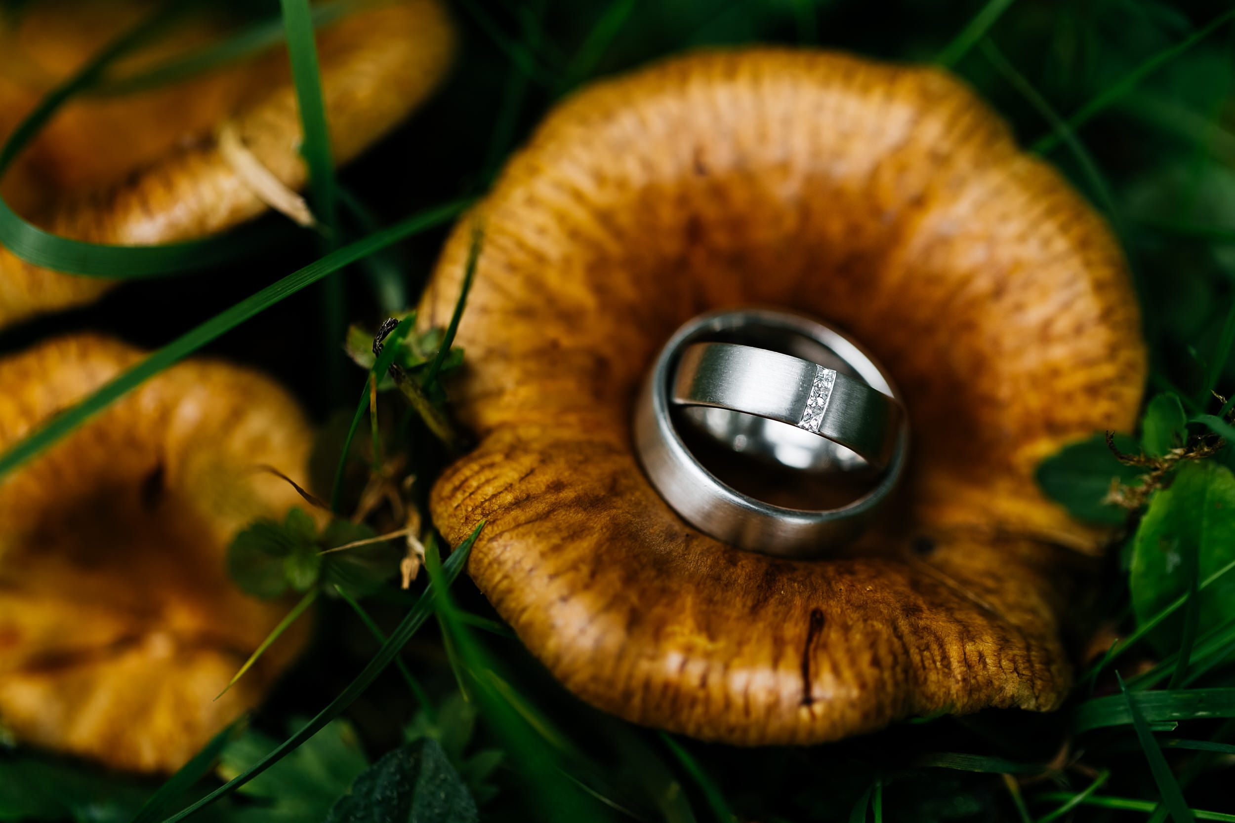 Trau-Ringe auf einem Pilz. Hochzeitsfotograf in Schweinfurt.