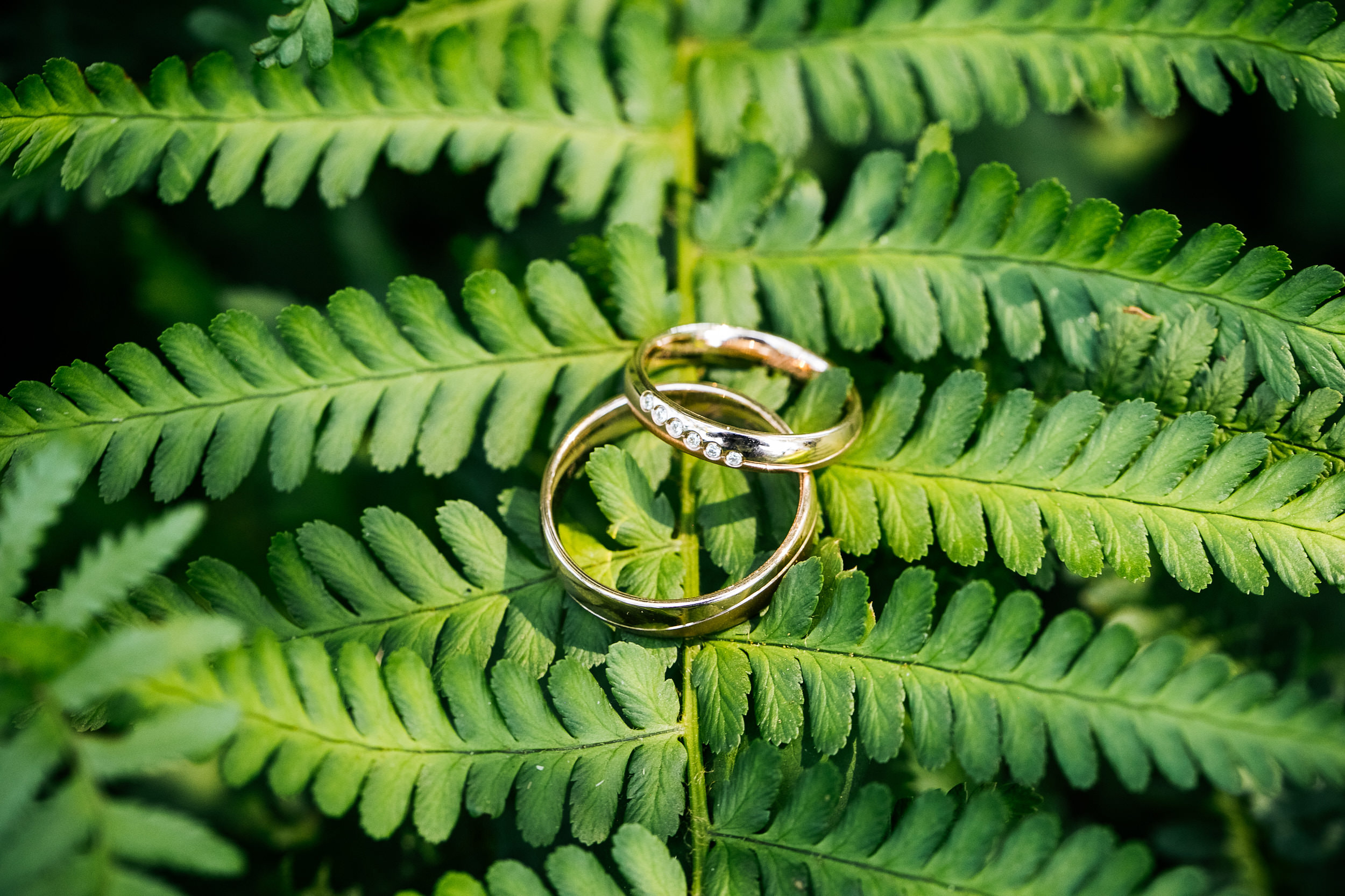Standesamtliche Trauung in Gut Eckendorf. Die Ehe-Ringe auf einem Farnblatt. Hochzeitsfotograf in Bielefeld
